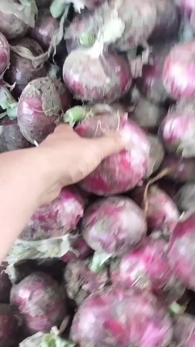 紫皮半高桩