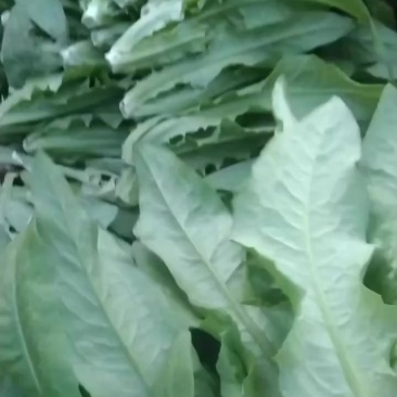 油麦