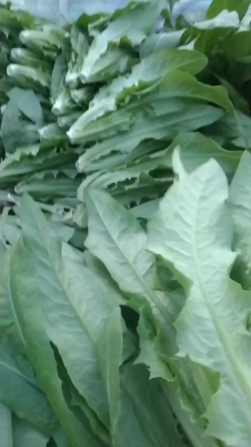 油麦