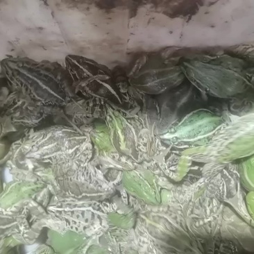 黑斑蛙，规格货，统货批发