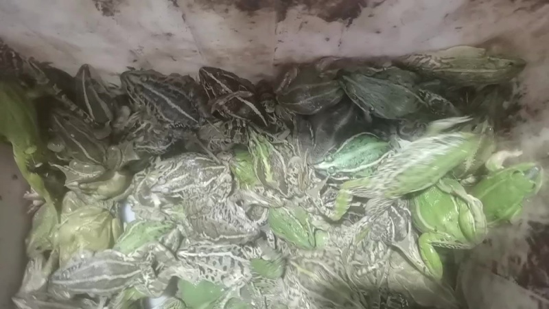 黑斑蛙，规格货，统货批发