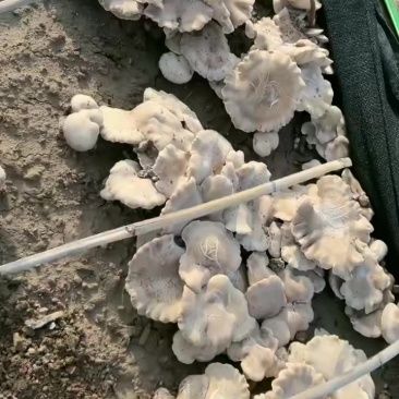 灵芝菇