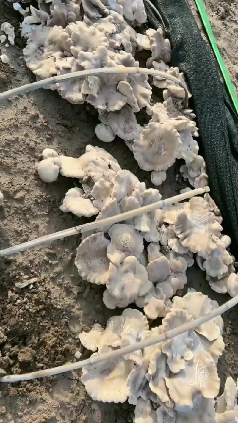 灵芝菇