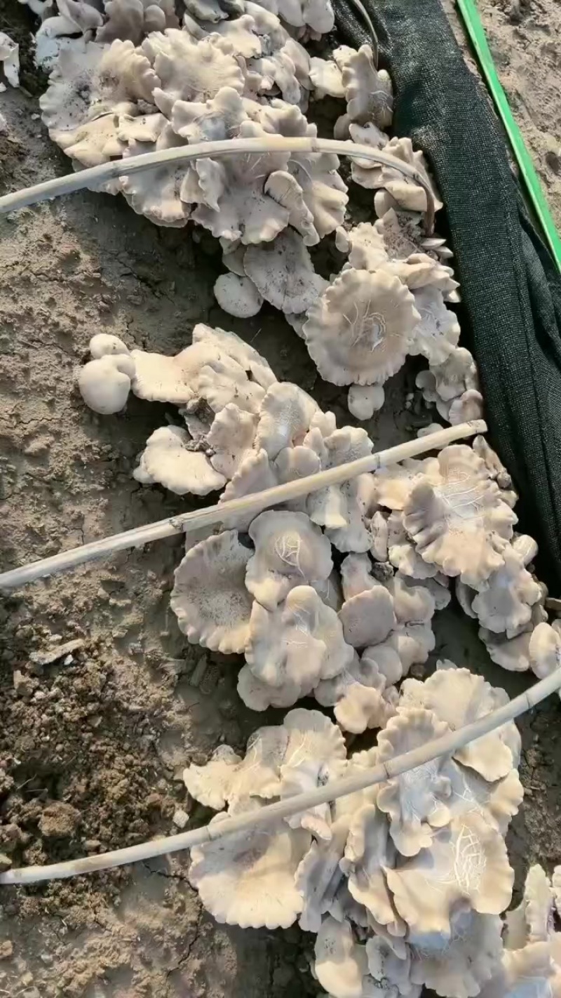 灵芝菇