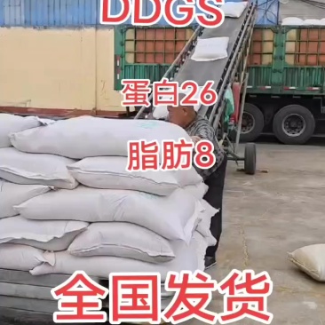 玉米酒糟DDGS麸皮玉米胚芽粕