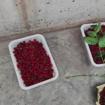 🍒樱桃