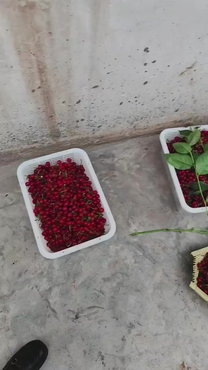 🍒樱桃