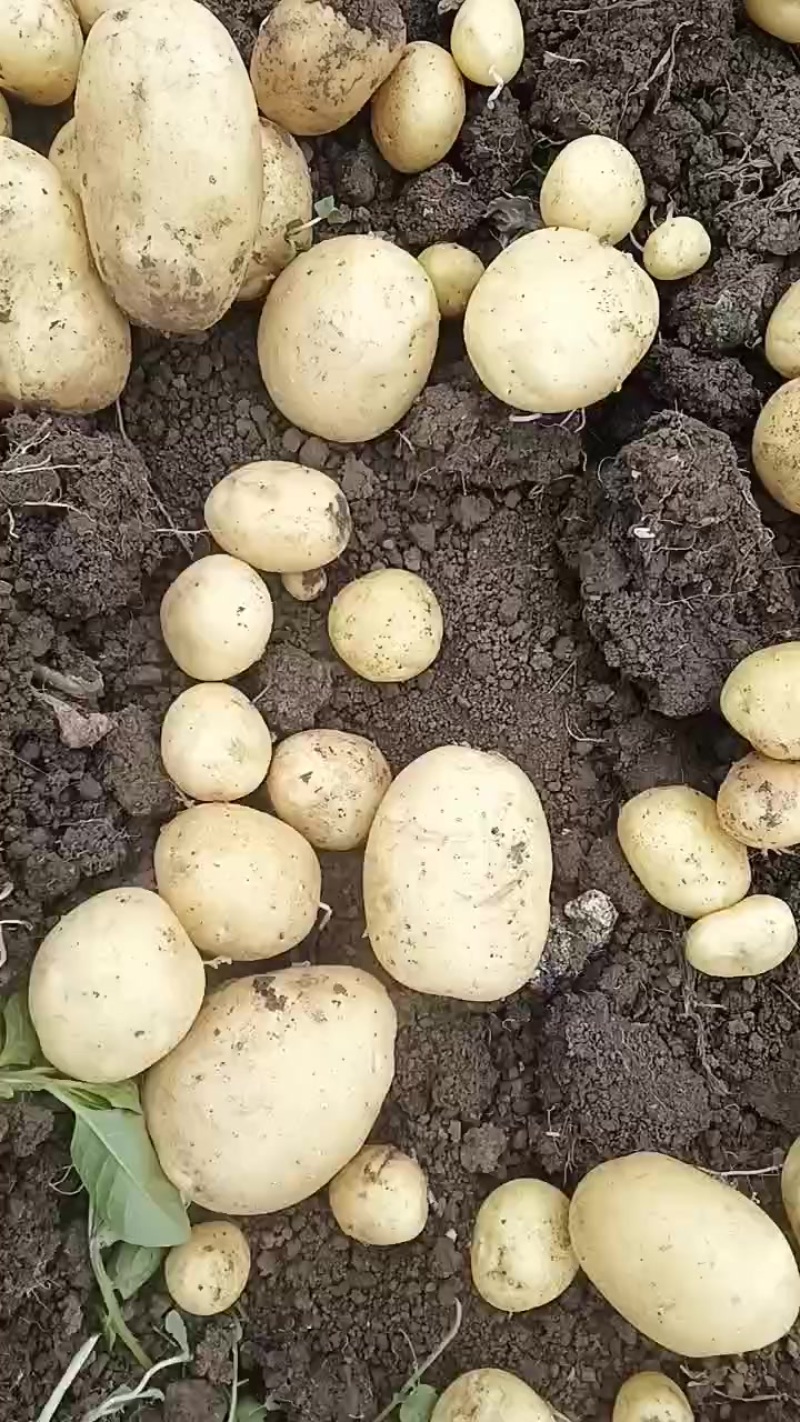 黄皮黄皮实验一号
