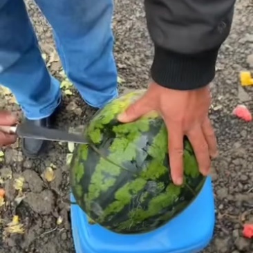 成都蒙阳外精品甜王出货，大量接板车大军，质量三包