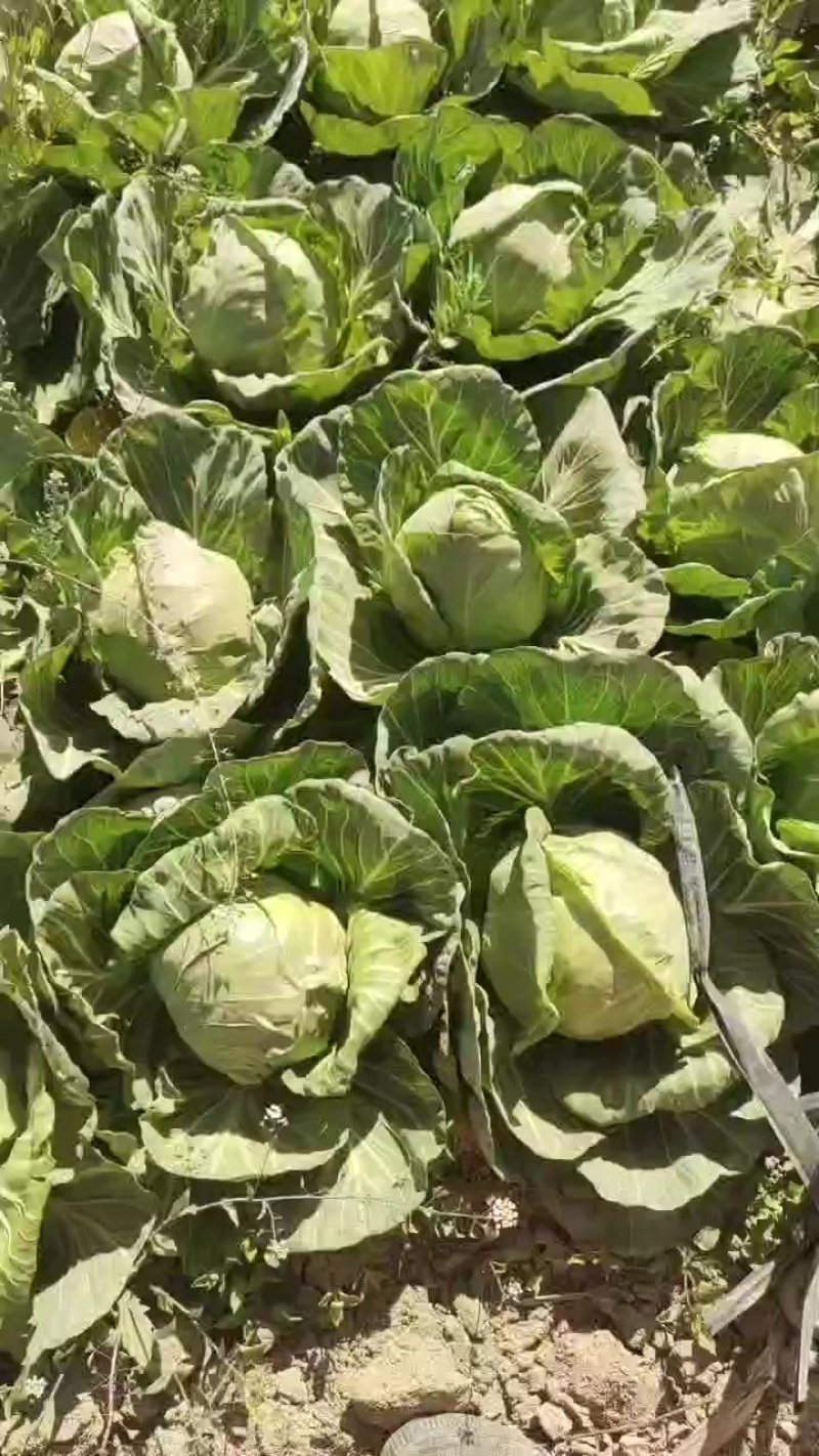 精英包岽