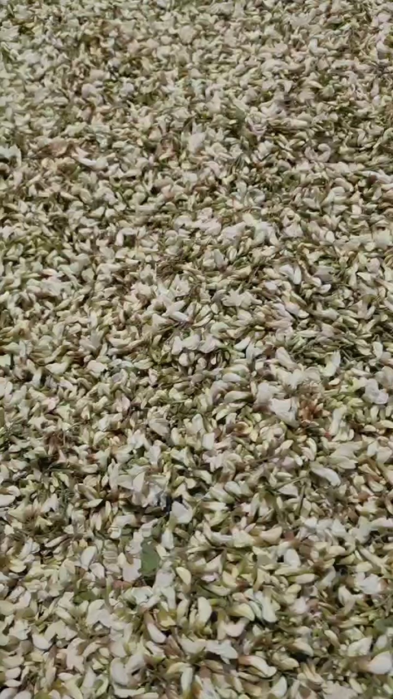 优质洋槐花