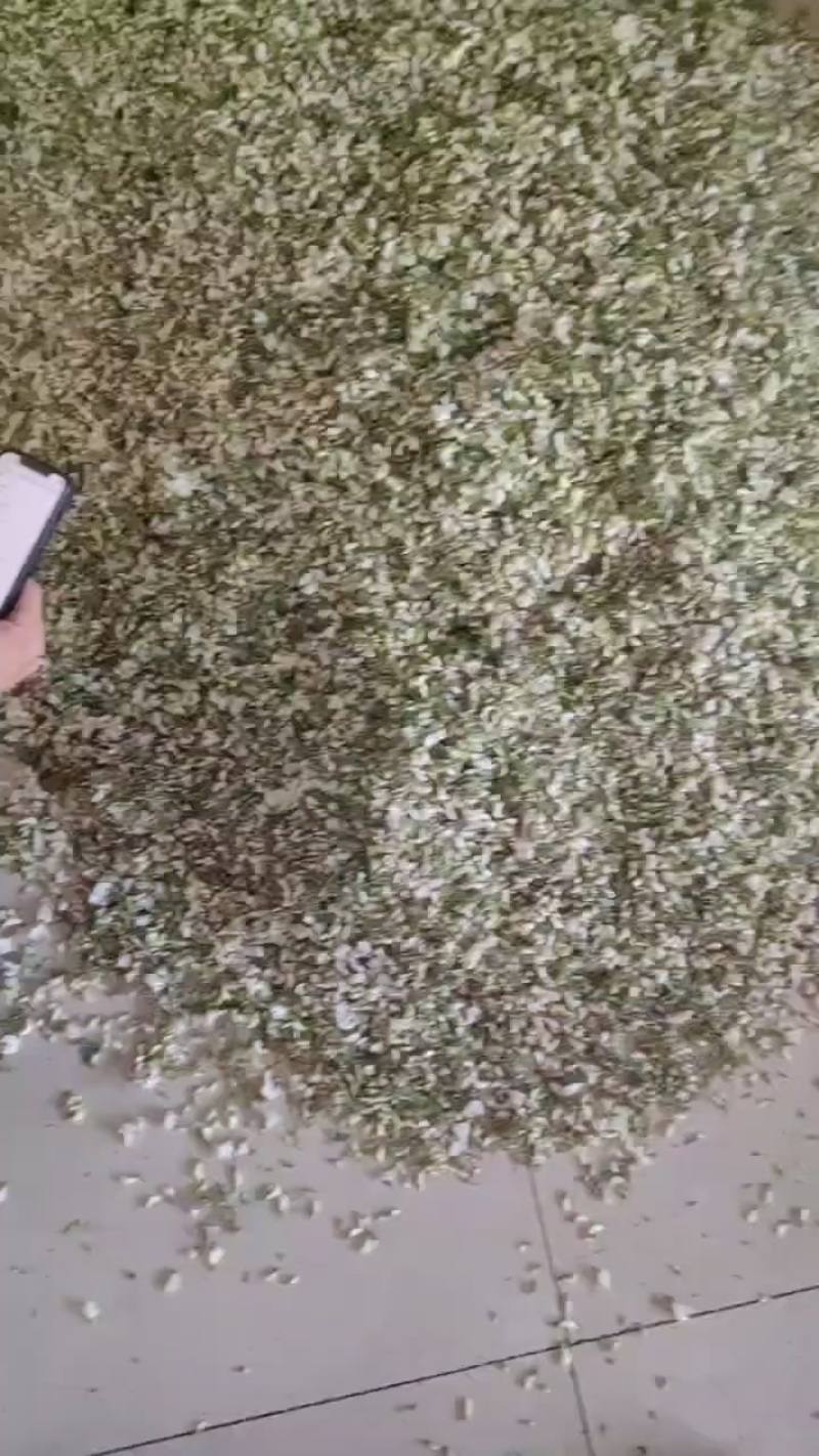 优质洋槐花