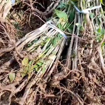 鸡冠红红油香椿树苗一年苗子继续发货进行中