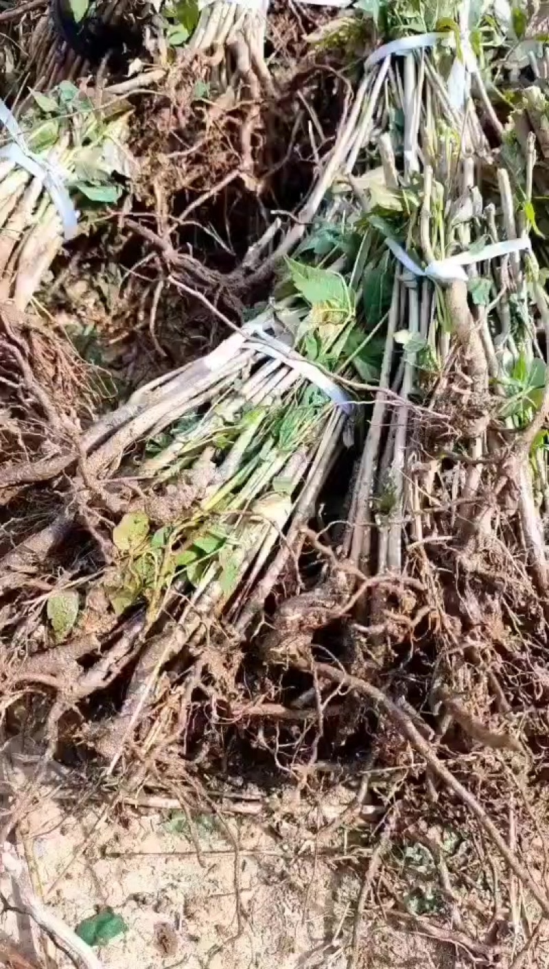 鸡冠红红油香椿树苗一年苗子继续发货进行中