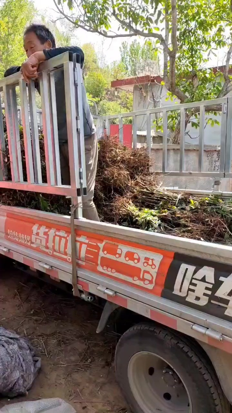 鸡冠红红油香椿树苗一年苗子继续发货进行中