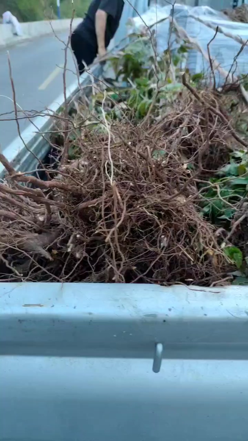 鸡冠红红油香椿树苗一年苗子继续发货进行中