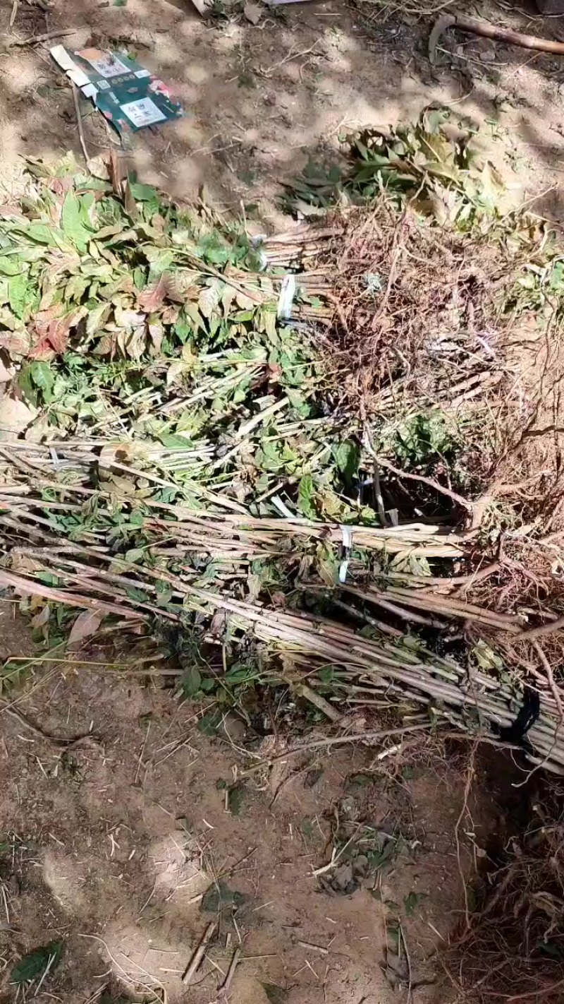 鸡冠红红油香椿树苗一年苗子继续发货进行中