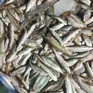 新鲜小白条（福建三明）