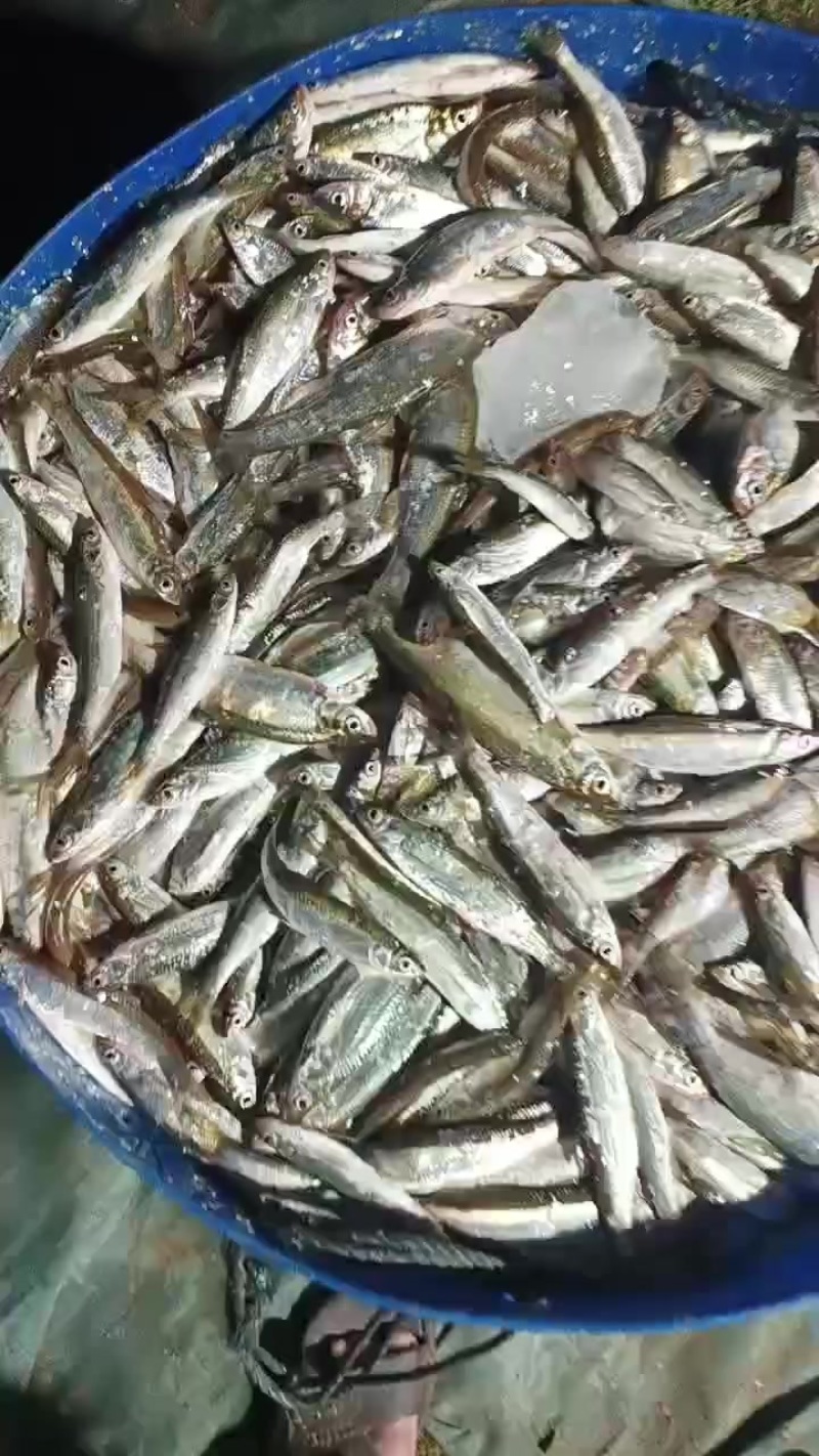 新鲜小白条（福建三明）