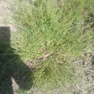 小米草。