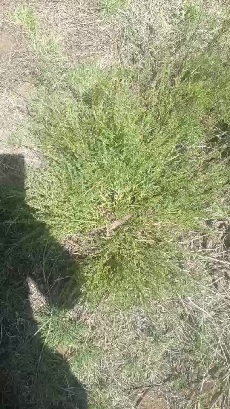 小米草。