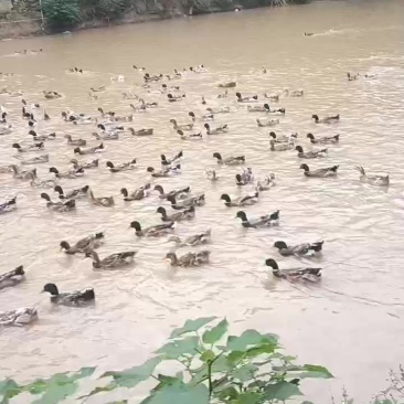 广西麻鸭
