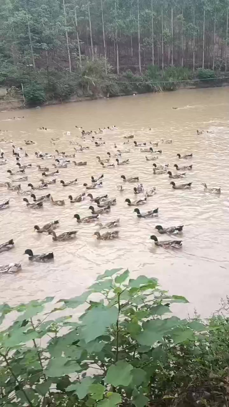 广西麻鸭