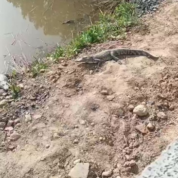 商品鳄鱼大小规格齐全