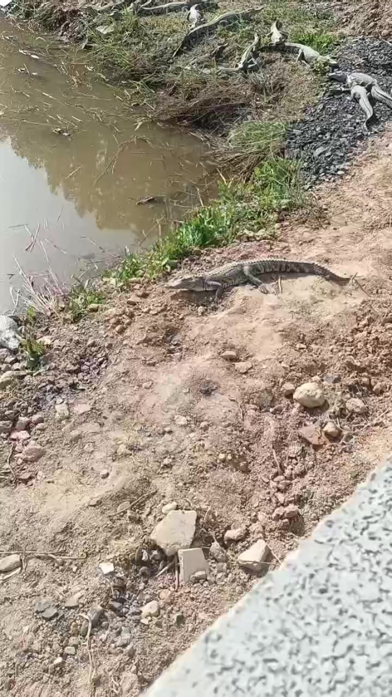 商品鳄鱼大小规格齐全