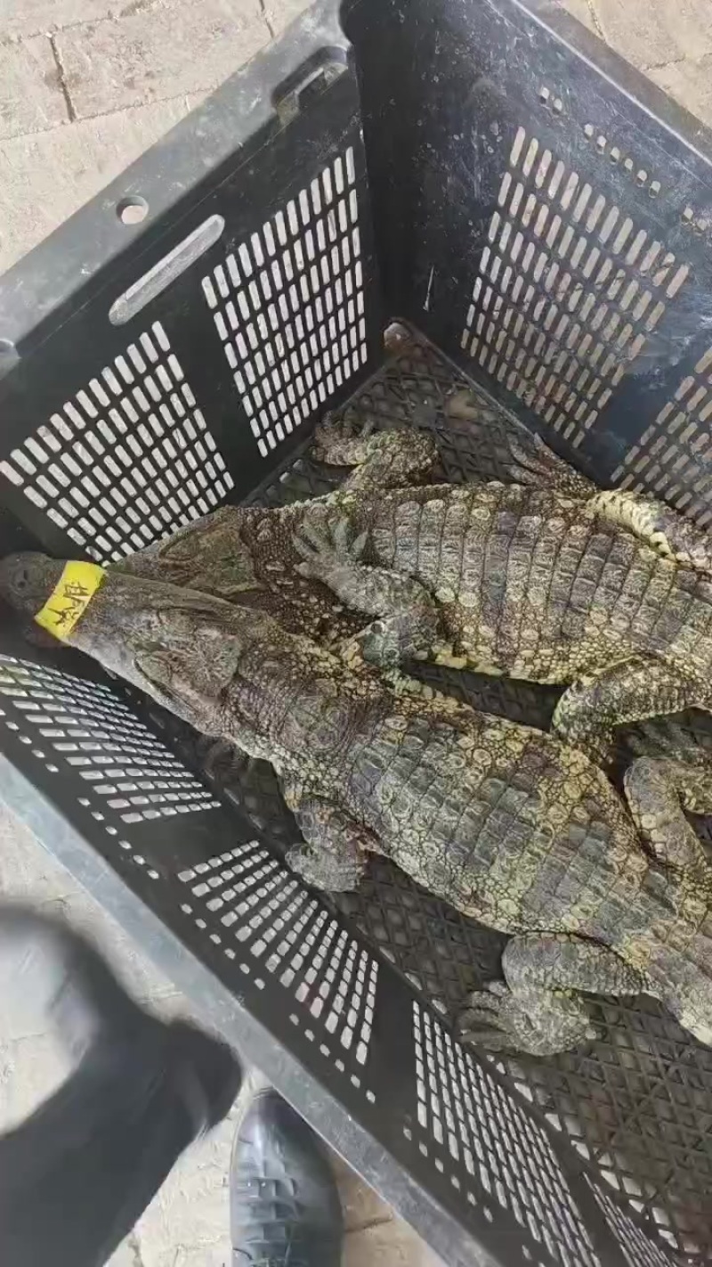 商品鳄鱼大小规格齐全