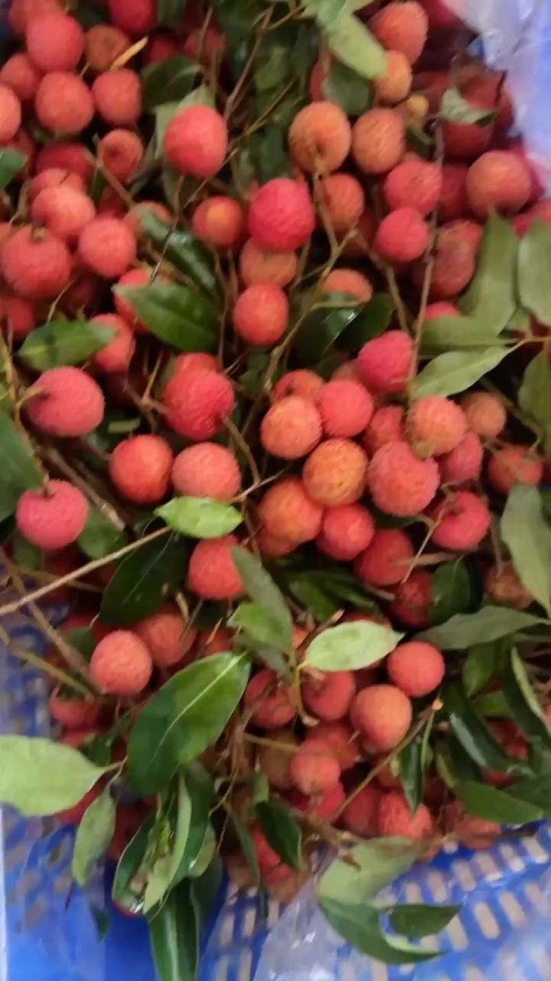 桂味荔枝供应链