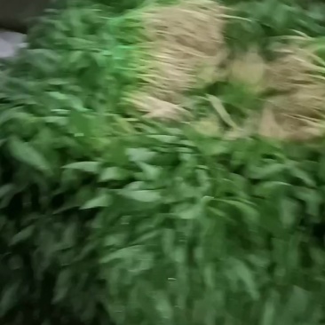 青苋菜，芝麻汉长期有货
