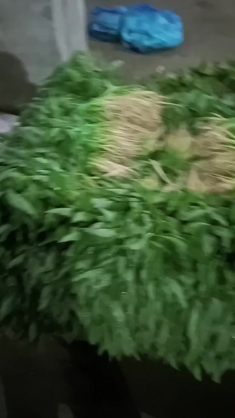 青苋菜，芝麻汉长期有货