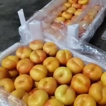 精品套袋油蟠，口感不错！