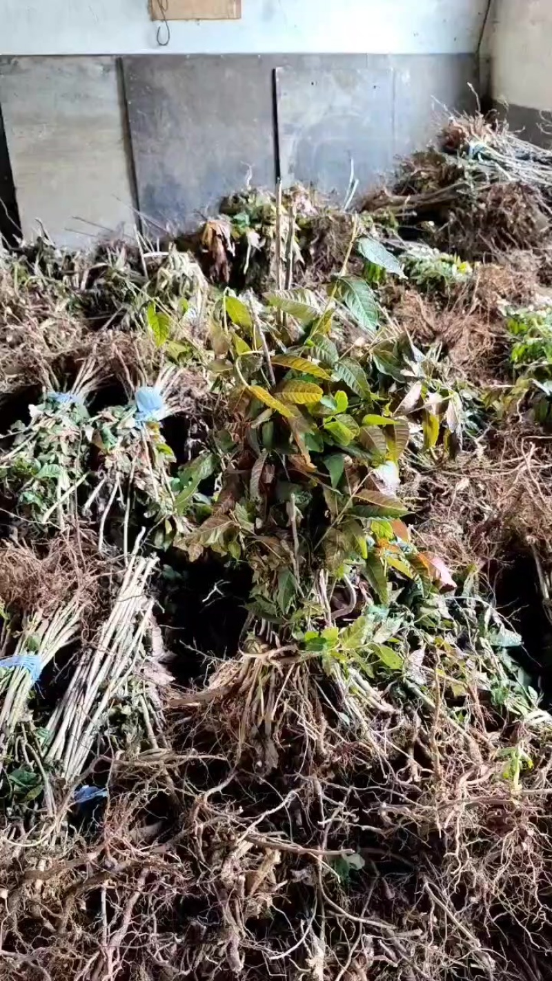 鸡冠红红油香椿树苗一年苗现挖现发