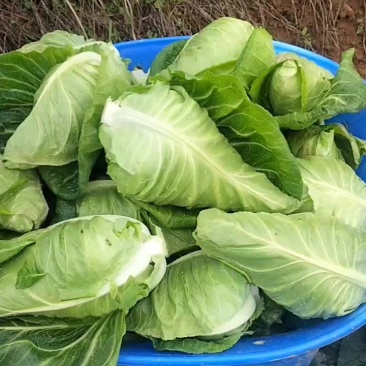 牛心甘蓝包菜
