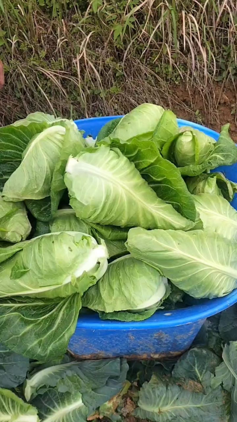 牛心甘蓝包菜