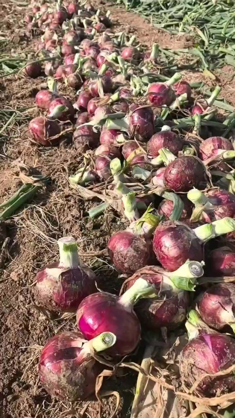 陕西紫皮洋葱精品洋葱黄皮洋葱现货现发大量上市