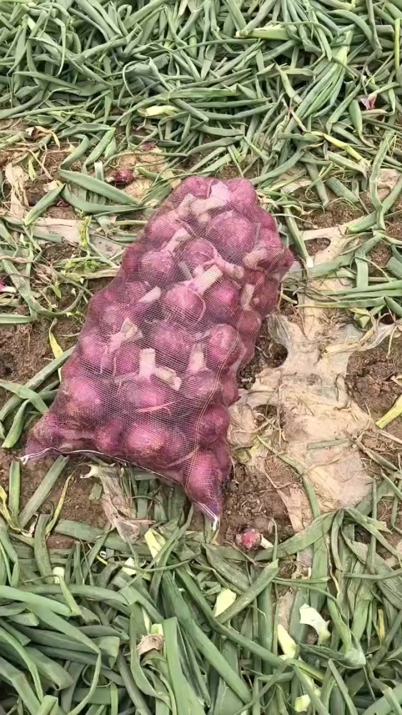 陕西紫皮洋葱精品洋葱黄皮洋葱现货现发大量上市