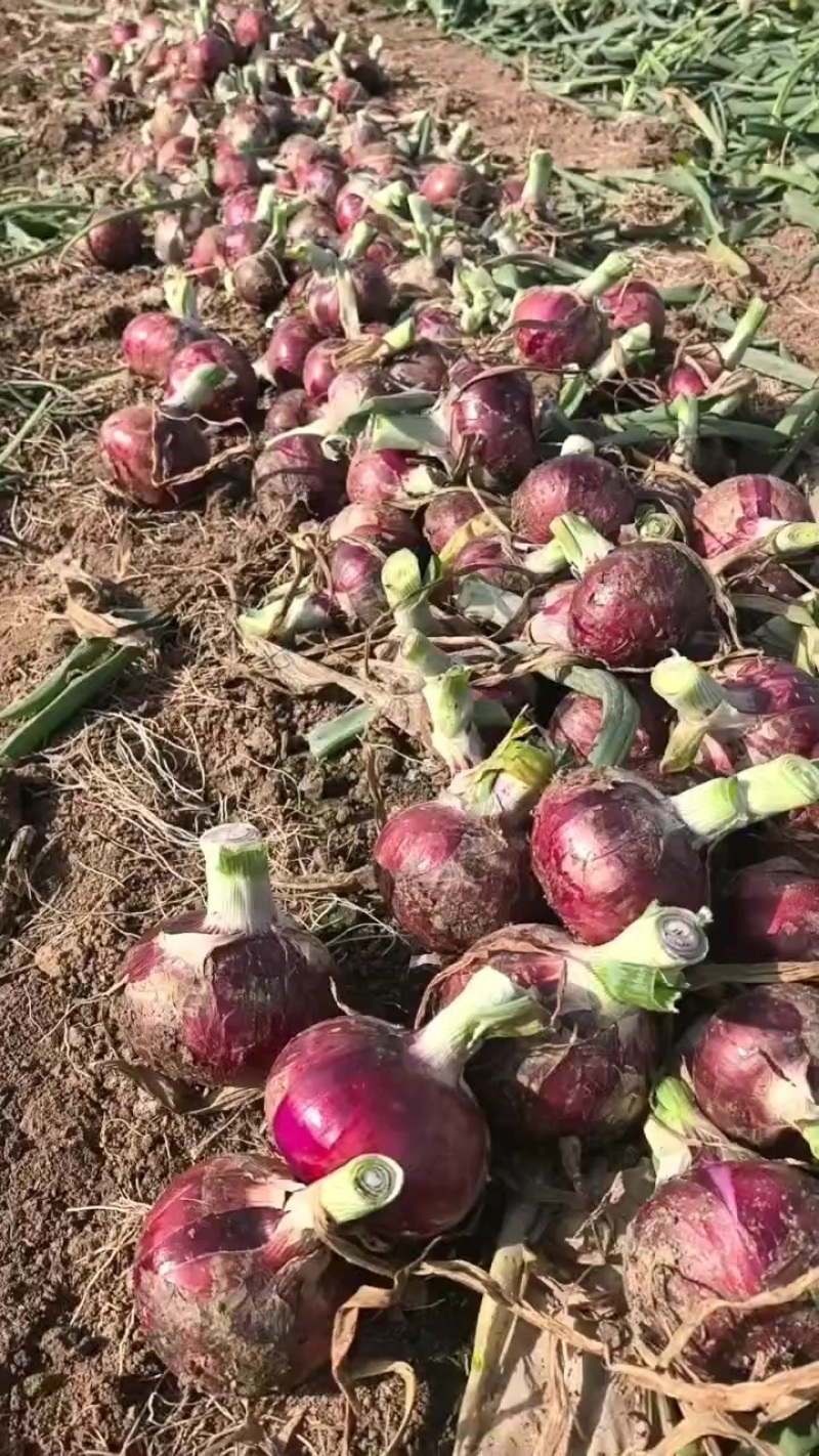 陕西紫皮洋葱精品洋葱黄皮洋葱现货现发大量上市