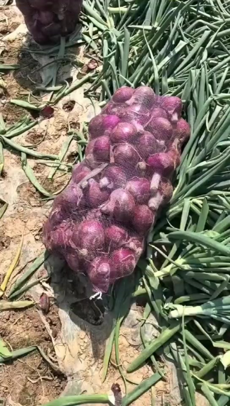 陕西紫皮洋葱精品洋葱黄皮洋葱现货现发大量上市