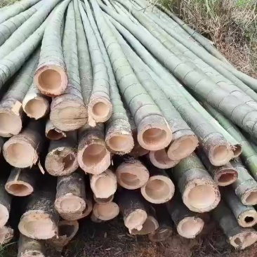 楠竹及其根