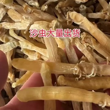 北海沙虫干大量有货