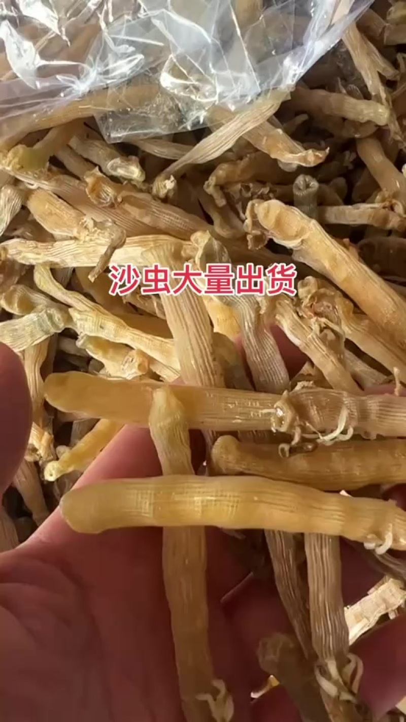 北海沙虫干大量有货