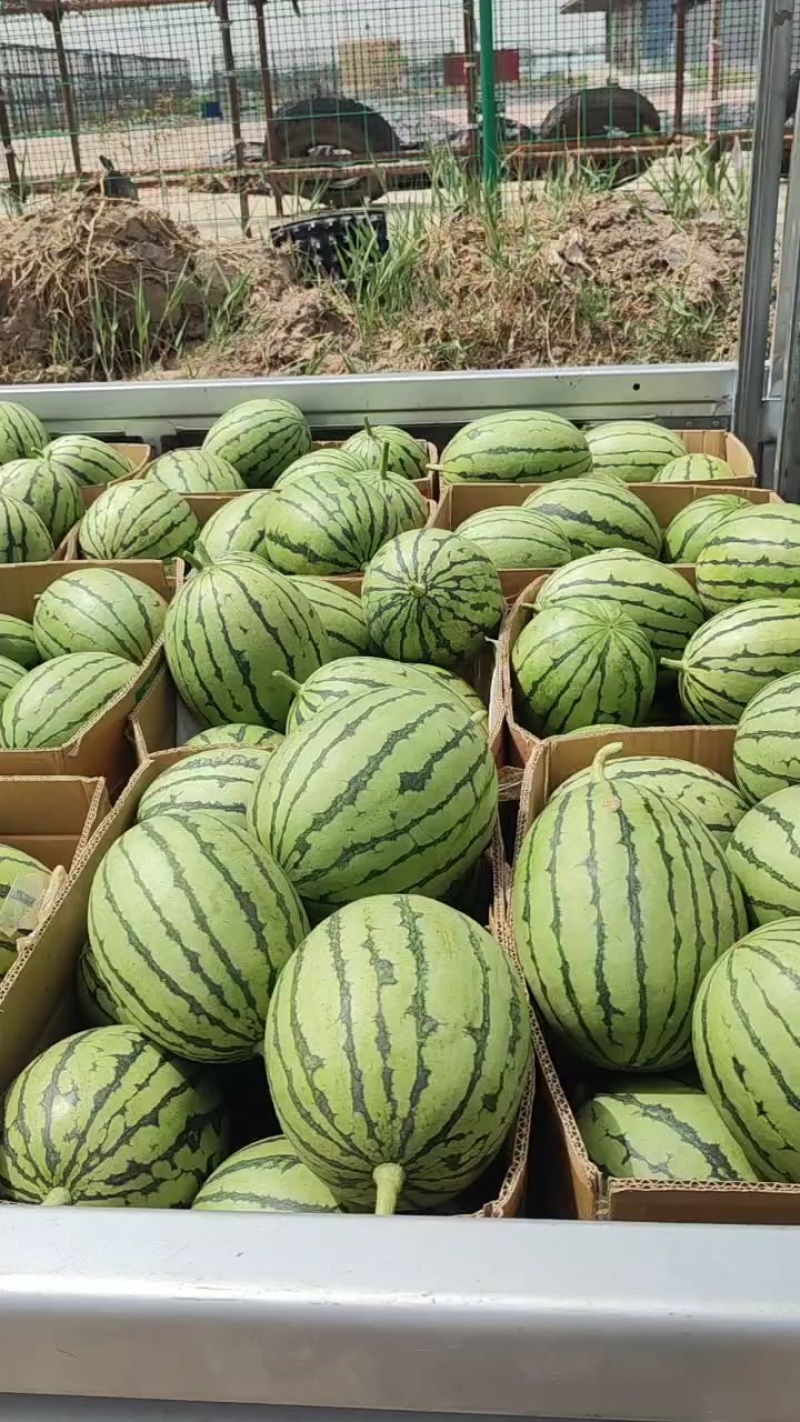巨鹿精品礼品西瓜个头均匀皮毛好看，大量上市地理位置优越