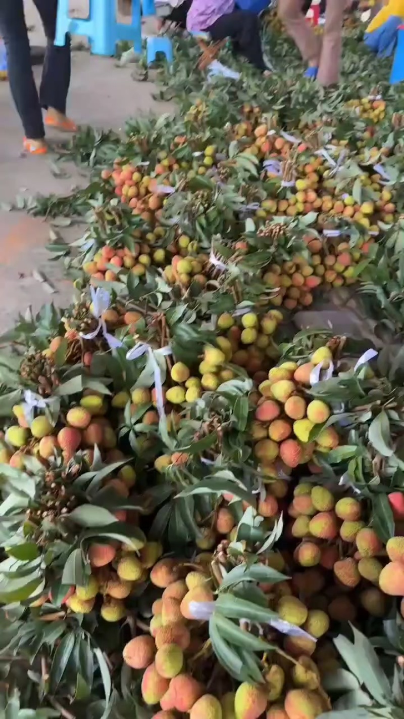 妃子笑荔枝，需要的老板提前联系哈