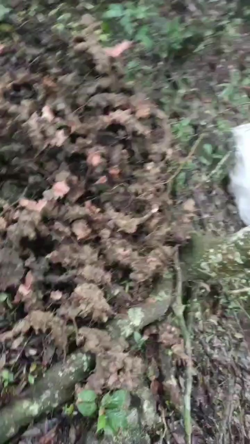 菝葜