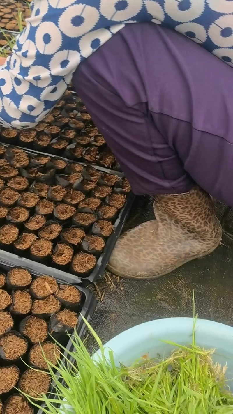 **芦竹
