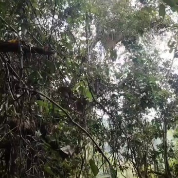 土蜜，排蜜都有，***野生蜂蜜壹捌捌柒陆零壹零叁伍肆