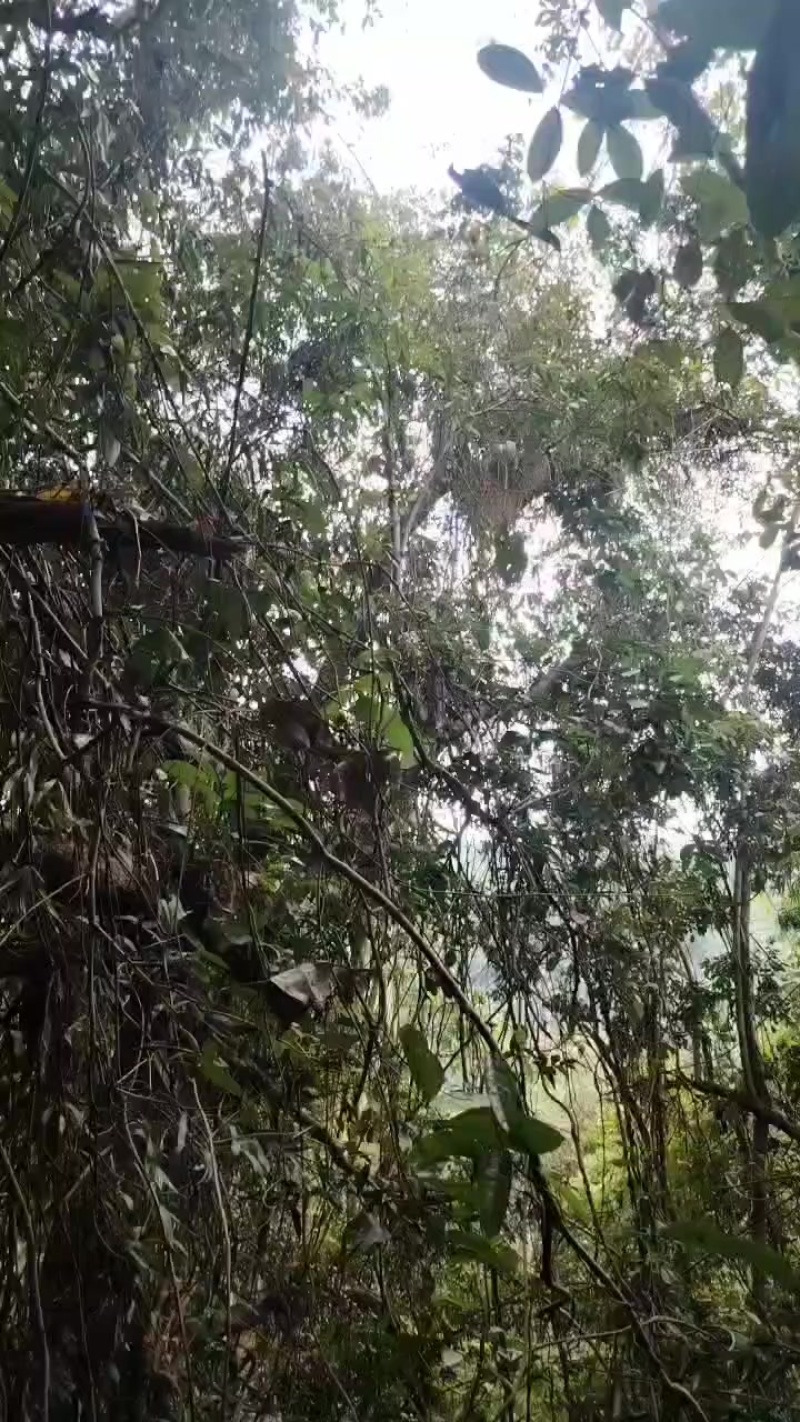 土蜜，排蜜都有，***野生蜂蜜壹捌捌柒陆零壹零叁伍肆